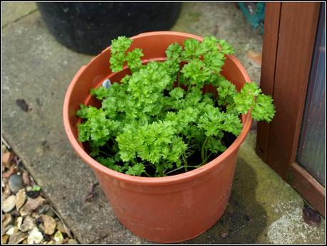 Herbs - sowing seeds and taking cuttings