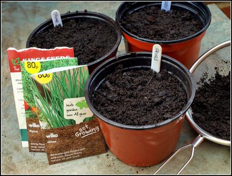 Herbs - sowing seeds and taking cuttings