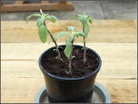 Herbs - sowing seeds and taking cuttings