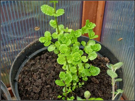 Herbs - sowing seeds and taking cuttings