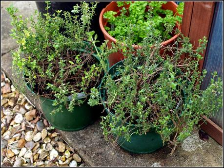 Herbs - sowing seeds and taking cuttings