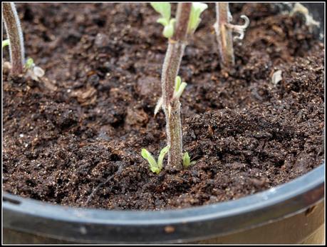 Herbs - sowing seeds and taking cuttings