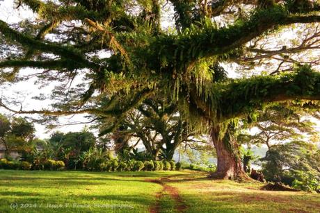 Sohano Island, Bougainville