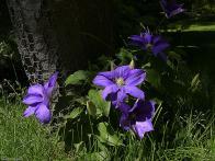 Other Flowers at Coldwater Farm