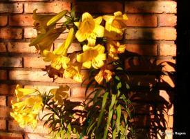 Other Flowers at Coldwater Farm