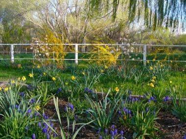 Other Flowers at Coldwater Farm