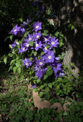 Other Flowers at Coldwater Farm