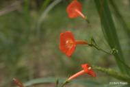 Other Flowers at Coldwater Farm