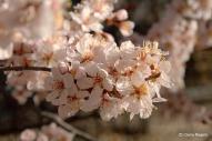 Other Flowers at Coldwater Farm