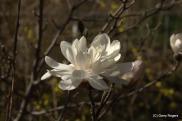 Other Flowers at Coldwater Farm
