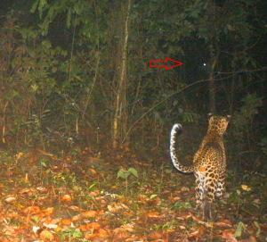 Leopard has spotted the sambar, but  sambar has also spotted the leopard