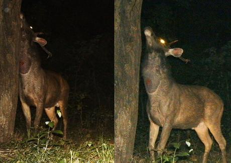 Sambar rubbing sore patch on a tree