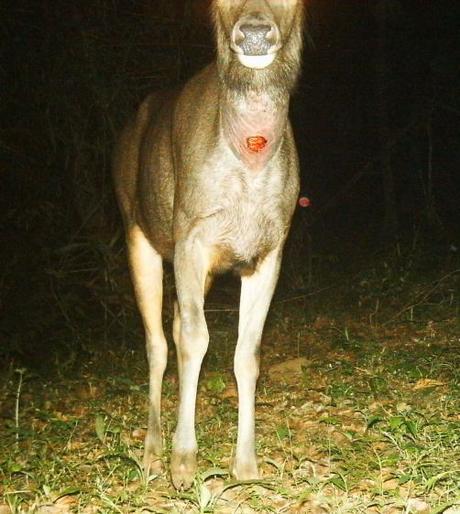 Sambar sore patch dripping blood