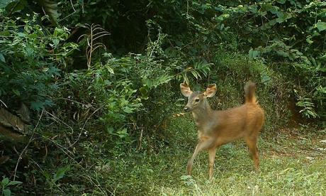 Baby sambar, aka nice tiger snack