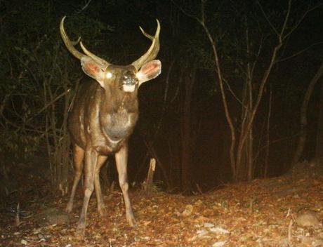 The sambar challenge