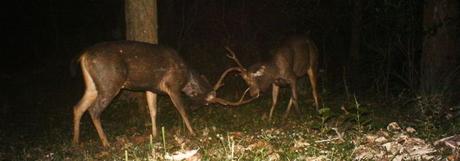 Sparring sambar