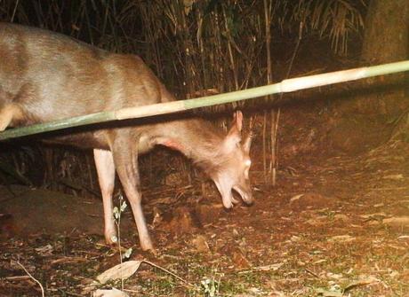 Sambar teeth