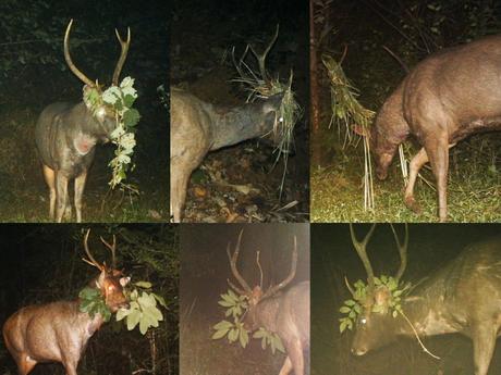 Weird head-dresses of the sambar