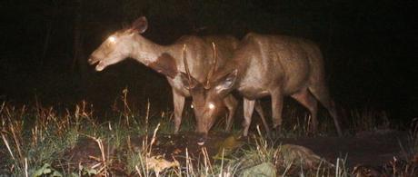 Cannibalism: sambar eating sambar rice