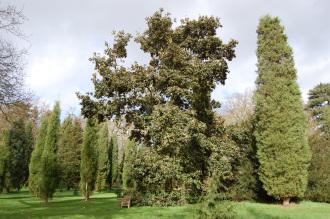 Quercus crassifolia (01/03/2015, Kew Gardens, London)