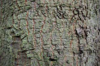Quercus crassifolia Bark (01/03/2015, Kew Gardens, London)