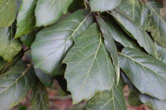 Quercus crassifolia Leaf (01/03/2015, Kew Gardens, London)