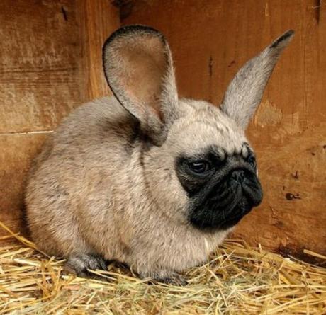 Top 10 Amazing April Fools Rabbits