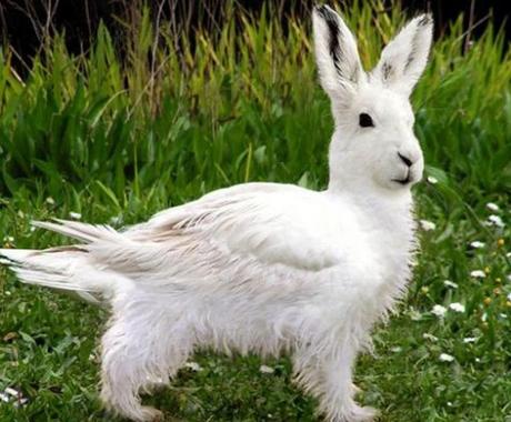 Top 10 Amazing April Fools Rabbits