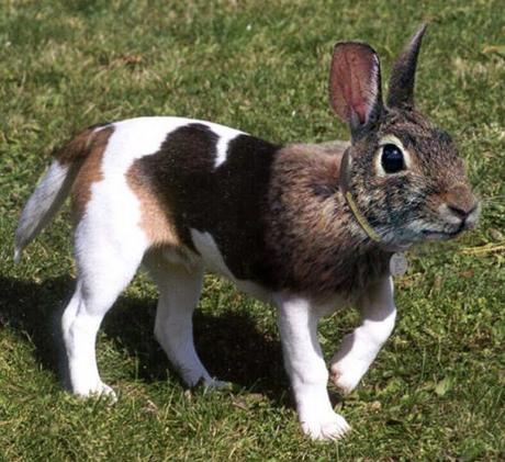 Top 10 Amazing April Fools Rabbits