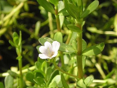 powerful herb for memory