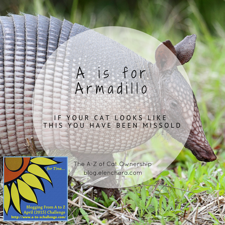 A-Z of Cats: A is for Armadillo (#AtoZChallenge)