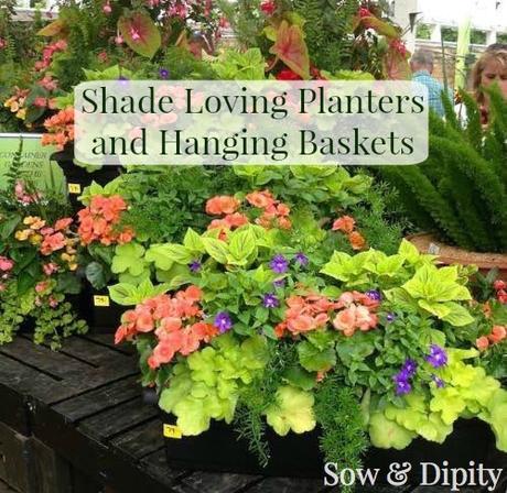 Hanging Baskets for Shade