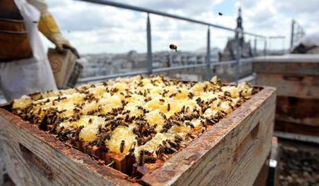 Six solutions for transforming your balcony into a biodiversity sanctuary