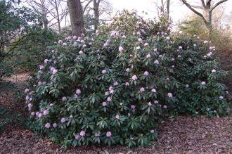 Rhododendron 'Christmas Cheer' (15/03/2015, Isabella Plantation, Richmond Park, London)