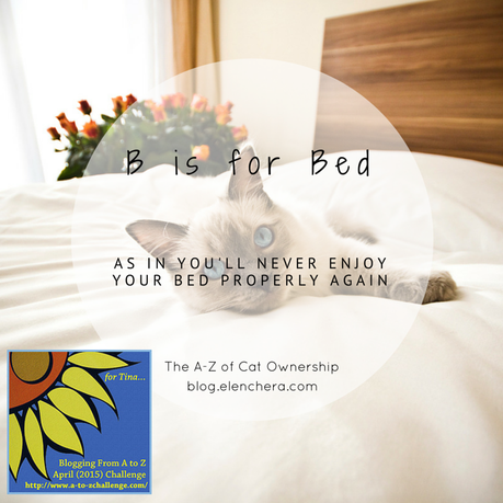 A-Z of Cats: B is for Bed (#AtoZChallenge)