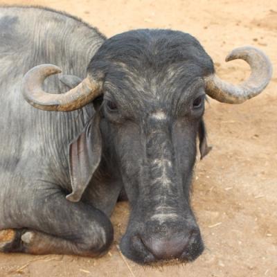 Water Buffalo