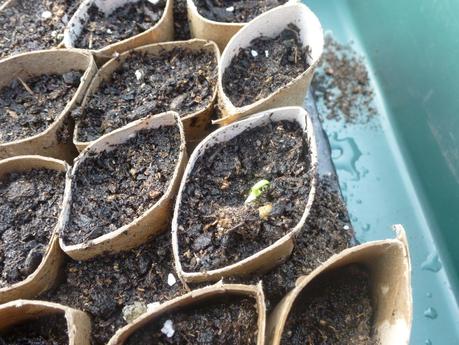 Life in the Polytunnel