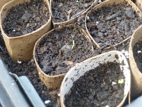 Life in the Polytunnel