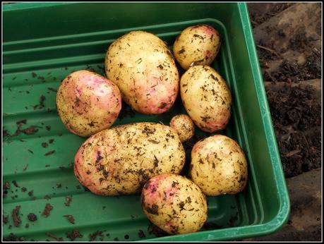 Blight-resistant potatoes?