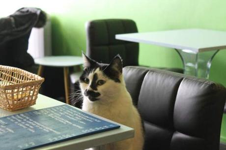 Cozy Cat Café