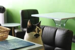 Cozy Cat Café