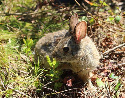 Protecting New England Cottontail Habitat on Cape Cod