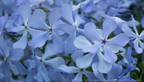 Blue Phlox © 2014 Patty Hankins