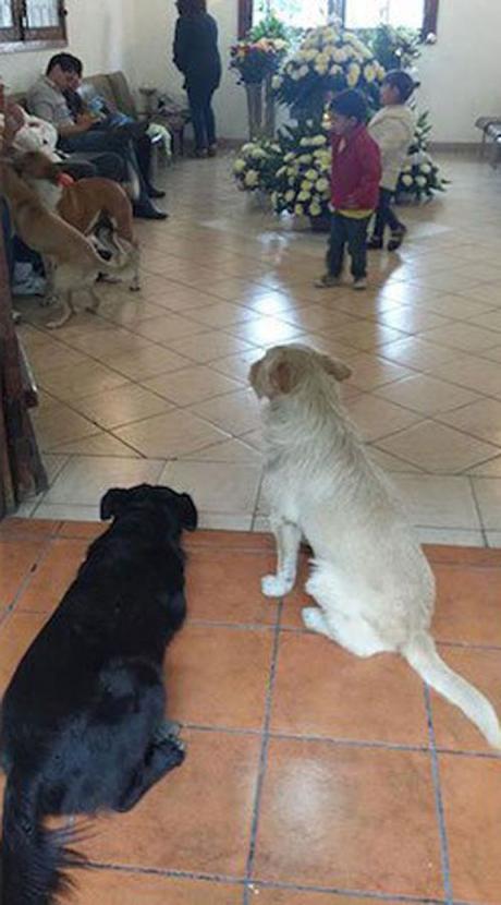 Stray-dogs-attend-funeral-of-lady-that-used-to-feed-them