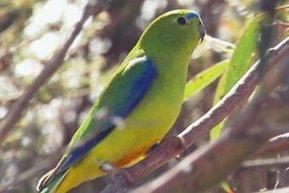 ‘Urgent’ crowdfunding campaign hopes to help save three native Australian birds