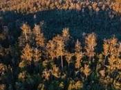 Developers Attempt Strip Tasmanian Forest Protection