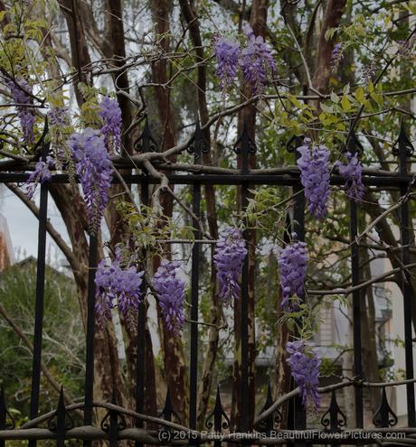 Wisteria Along a Fence, Savannah, Georgia © 2015 Patty Hankins