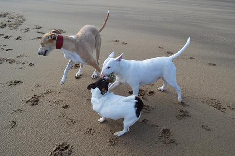 Dogs on Crimdon Beach