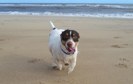 Dogs on Crimdon Beach