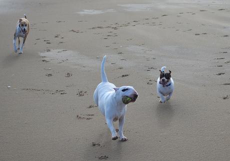 Dogs on Crimdon Beach